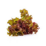 Ogreens Hydroponic Lollo Rosso Lettuce 150G