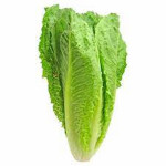 Hydroponic Romaine Lettuce by Ogreens 150G