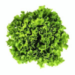 Hydroponic Batavia Lettuce by Ogreens 150G