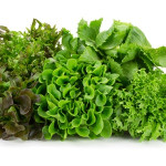 Hydroponic Baby Trio Mix by Ogreens 75G
